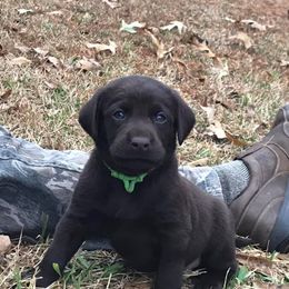 Labrador Retriever Puppies from Choice Chocolate Labs