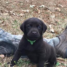 Labrador Retriever Puppies from Choice Chocolate Labs