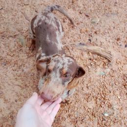 Maverick - Dachshund