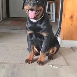 Rottweiler Puppies from Snubnose Rottweilers LLC