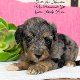 Toodle Loo Kangaroo - Merle female Bernedoodle puppy in Grove, Oklahoma from Guinn Family Farms