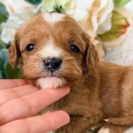 Willow (Pink Collar) - Apricot female Cavapoo puppy in Preston, Idaho from Rocking JH Pup Co
