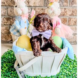 Slate - Brown male Bernedoodle puppy in Lake City, Florida from 224 Doodles and Poodles