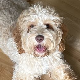 Millie - Cockapoo