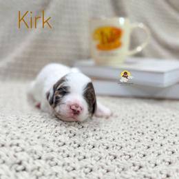 Kirk - Chocolate male Goldendoodle puppy in Dallas County, Texas from Dream A Little Doodle