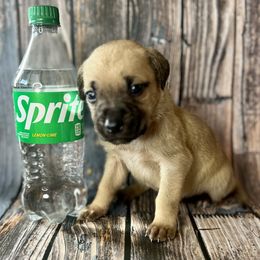Sprite - Yellow Black Mouth Cur puppy in Warsaw, Missouri from Heritage Cow Dogs