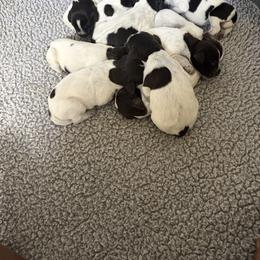Girl 2 - Liver and white female German Wirehaired Pointer puppy in Thomasville, North Carolina from Cypress Ridge GWP
