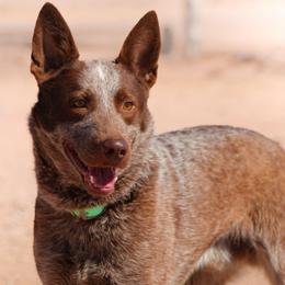 Dune (retirement home) - Red speckled male Australian Cattle Dog puppy in Marana, Arizona from Impact 3rd Australian Cattle Dogs