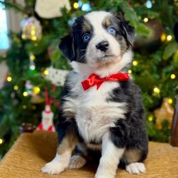Paprika - Black tri-color female Australian Shepherd puppy in Beaverdam, Virginia from Cimmarun Farm Aussies