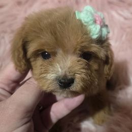 Daphne - Apricot female Cavapoo puppy in Lebanon, Kentucky from Mosaic Merle Doodles