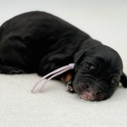Diana - Phantom female Bernedoodle puppy in Bellville, Ohio from Bernedoodle Buddies