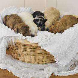 Goldendoodle Puppies from Tuxedo Mountain Doodles