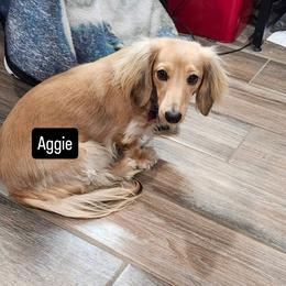 Aggie - Dachshund