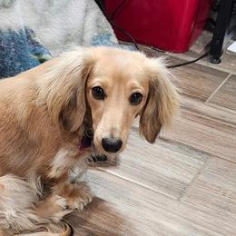 Aggie - Dachshund