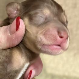 Dachshund puppies from Sonoran Doxies