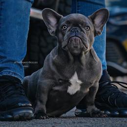 Poison Ivy - French Bulldog