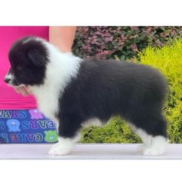 Lakelyn - Black female Border Collie puppy in Dunn, North Carolina from Coylety Border Collies