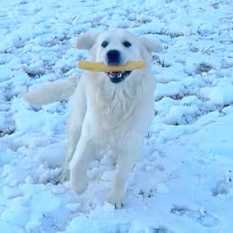 Whiskey - Golden Retriever