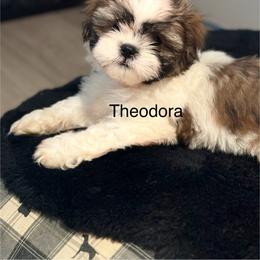 Shih Tzu Puppies from BVPT puppies