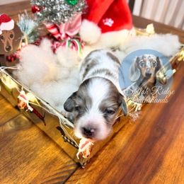 Girl 2 - Piebald female Dachshund puppy in Adamsville, Tennessee from Shiloh Ridge Dachshunds