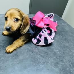 Sky - Dapple female Dachshund puppy in Magnolia, Texas from Carrie’s Countryside Dachshunds