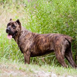Caroline - Cane Corso