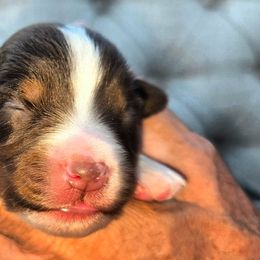 Poodles and Toy Australian Shepherds from High Desert Companions