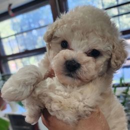 Pinkman - Cream male Poodle puppy in Union City, Georgia from Fairy Dog Mother