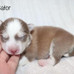 Boy 3 - Lavender male Pomsky puppy in Denham Springs, Louisiana from Bayouland Pomskies
