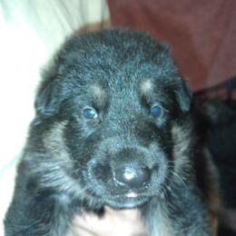 Black collar male - Bi-color male German Shepherd puppy in Centralia, Illinois from Janices AKC German Sheperds LLC