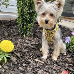 River - Yorkshire Terrier