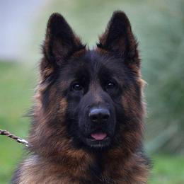 Annie - German Shepherd