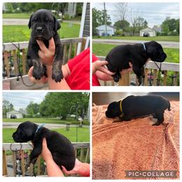 Rocky (brindle point) - Black male Great Dane puppy in Port Clinton, Ohio from LakeSide Danes