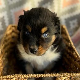 Iris - Black tri-color female Australian Shepherd puppy in Clover, South Carolina from Jo’s Aussies
