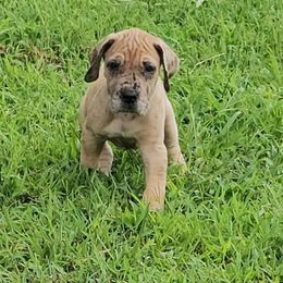 Yasmine - Merle female Great Dane puppy in Jerusalem, Arkansas from Mara Danes