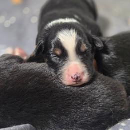 Casper - Black tri-color male Australian Shepherd puppy in Salem, Oregon from Steady Aim Aussies