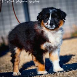 Nala - Blue merle female Australian Shepherd puppy in Pima, Arizona from Lazy D Ranch Australian Shepherds
