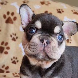 Boy 1 - French Bulldog puppy in West Covina, California from Frenchies of WesCo, LLC
