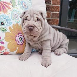Chinese Shar-Pei Puppies from DCSHARPEI