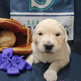 Purple collar girl - Light golden female Golden Retriever puppy in Rochester, Washington from Grand Mound Goldens