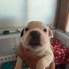 Elsa - White female Staffordshire Bull Terrier puppy in Port Saint Lucie, Florida from Southern Staffies