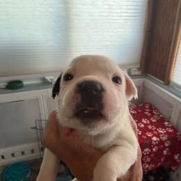 Elsa - White female Staffordshire Bull Terrier puppy in Port Saint Lucie, Florida from Southern Staffies