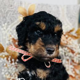 Goldendoodle Puppies from Thompson Creek Doodles