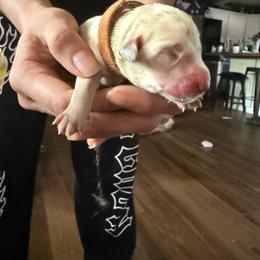 Brown collar yellow male - Yellow male Labrador Retriever puppy in Moore, Oklahoma from Okiehuntinboyz Labrador Retrievers