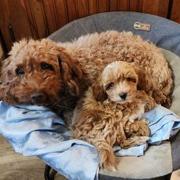 Margo - Goldendoodle