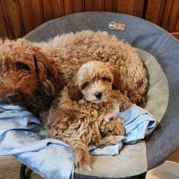 Margo - Goldendoodle