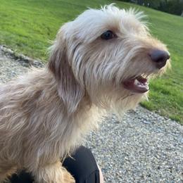 Cora - Dachshund