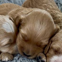 Josephine - Apricot female Goldendoodle puppy in Pensacola, Florida from Goldendoodles Love You in Pensacola Friend Edition