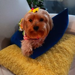 Mia - Yorkshire Terrier