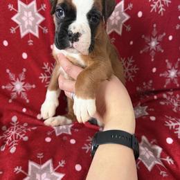 Boxer Puppies from Goose River Boxers Co